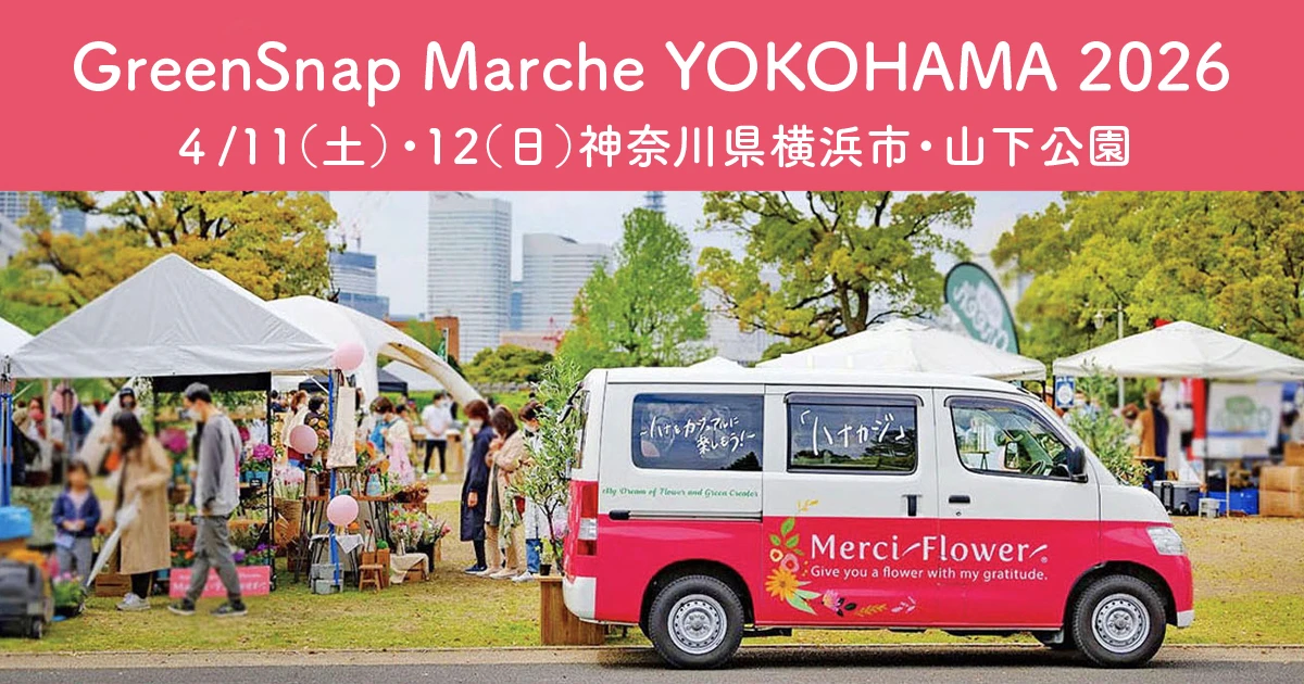 メルシーフラワーがGreenSnap Marche YOKOHAMA 2026(神奈川県横浜市・山下公園）に出店！